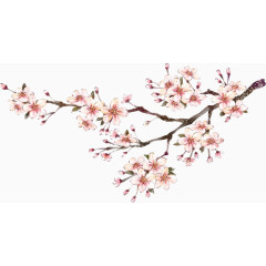 粉色梅花国画
