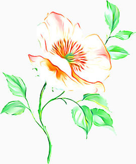 牡丹花