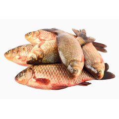 新鲜鲫鱼免抠素材