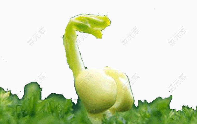 发芽的黄豆子
