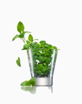 植物