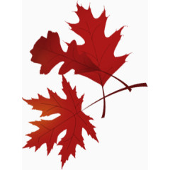 两片连着的红色枫叶