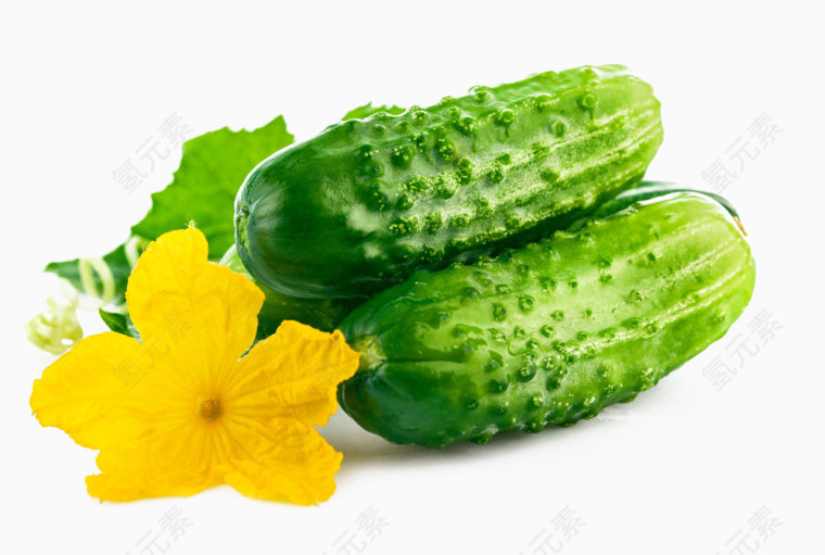 新鲜黄瓜