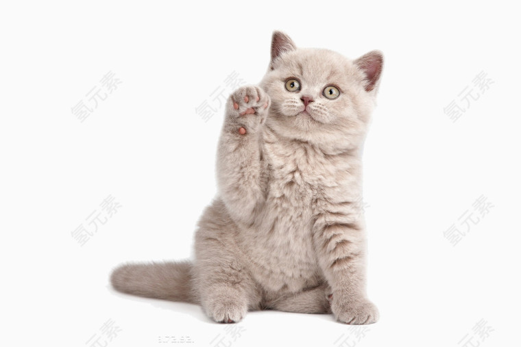 拜拜小猫