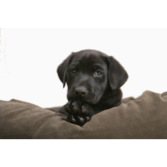 黑色拉布拉多犬