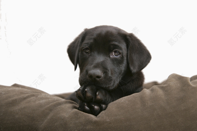 黑色拉布拉多犬