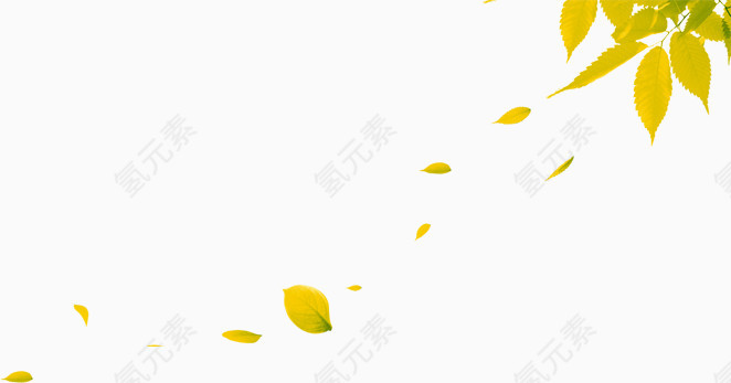 漂浮树叶
