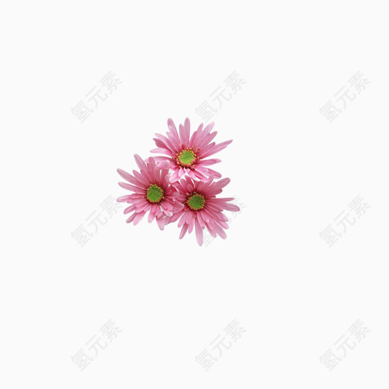 美丽花卉