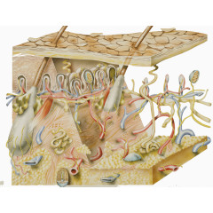 皮肤生物学插图