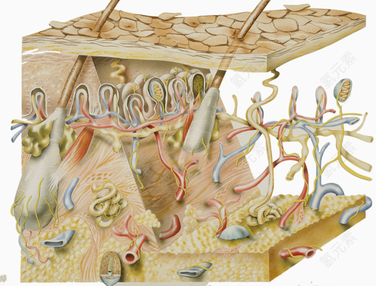 皮肤生物学插图