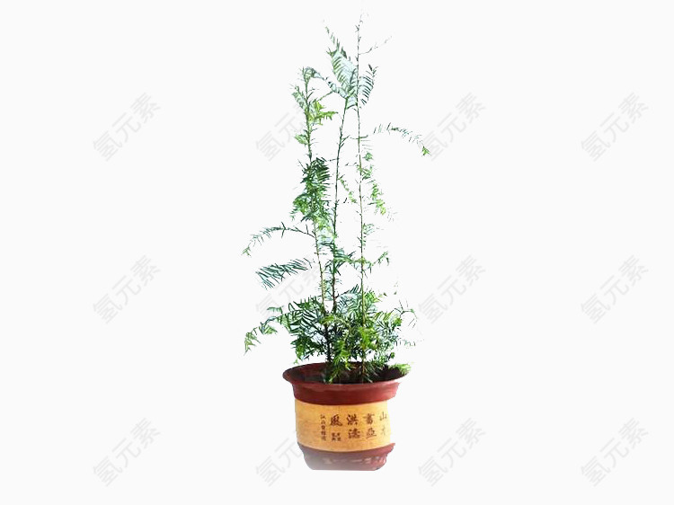 红豆杉樹苗