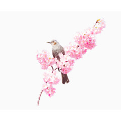 杜鹃花之上的鸟