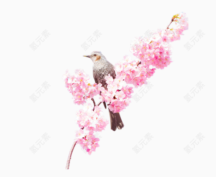 杜鹃花之上的鸟