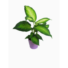 优雅万年青素材图片