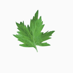 一片艾叶免费图片