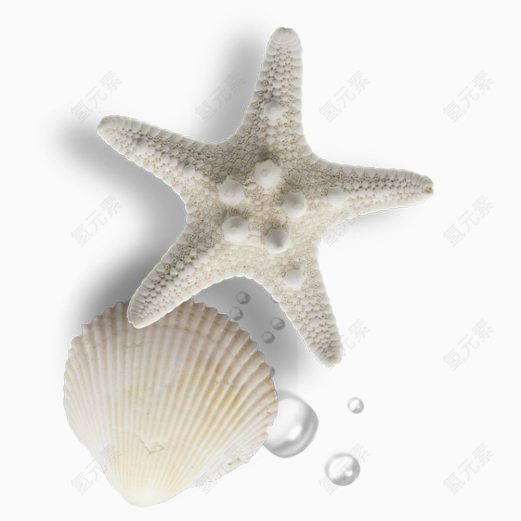 海边贝壳