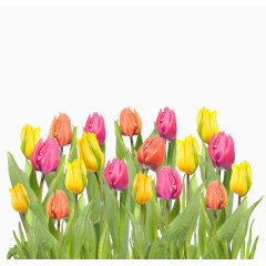 唯美彩色郁金香图片