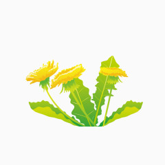 美丽黄色野菊花