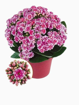 盆栽长寿花