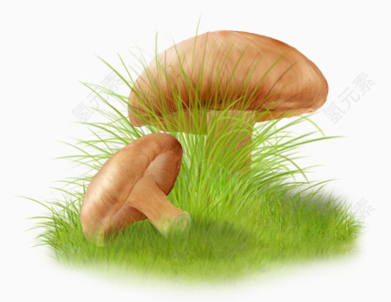 绿草中的蘑菇