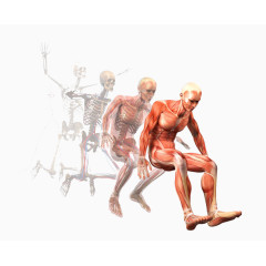 运动的人体肌肉解剖