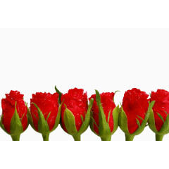 六朵带水珠的玫瑰花