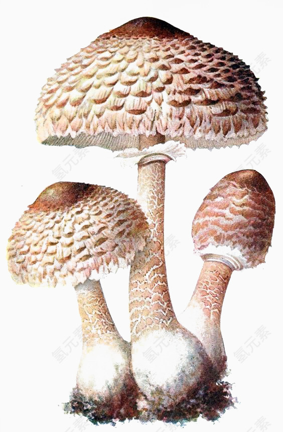 蘑菇