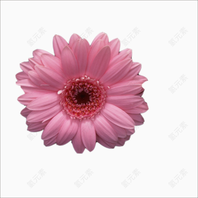 重阳鲜花