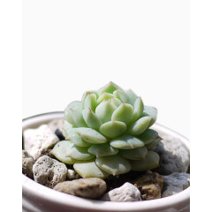 石头缝里的生命