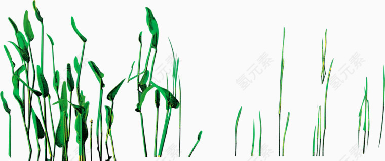 唯美的小草随风飘荡