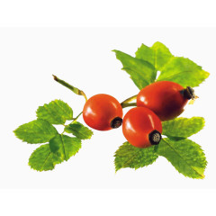 野生玫瑰的果实