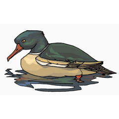 矢量野鸭捕鱼素材