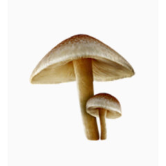 大蘑菇和小蘑菇