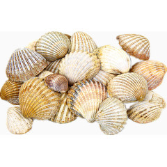 一堆贝壳