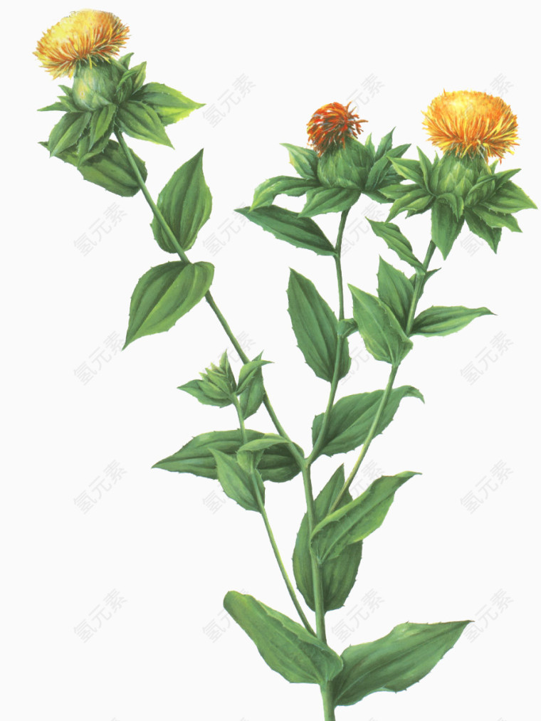 绿色植物