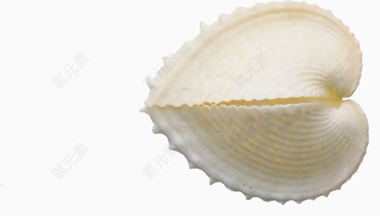 贝壳 海螺