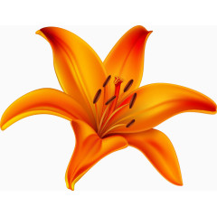 矢量橙色玉兰花