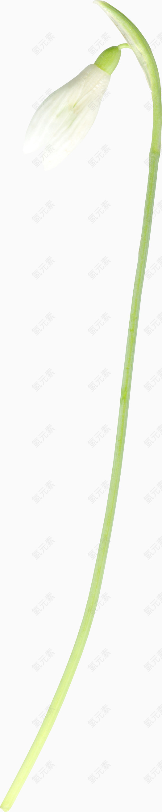 白色花枝