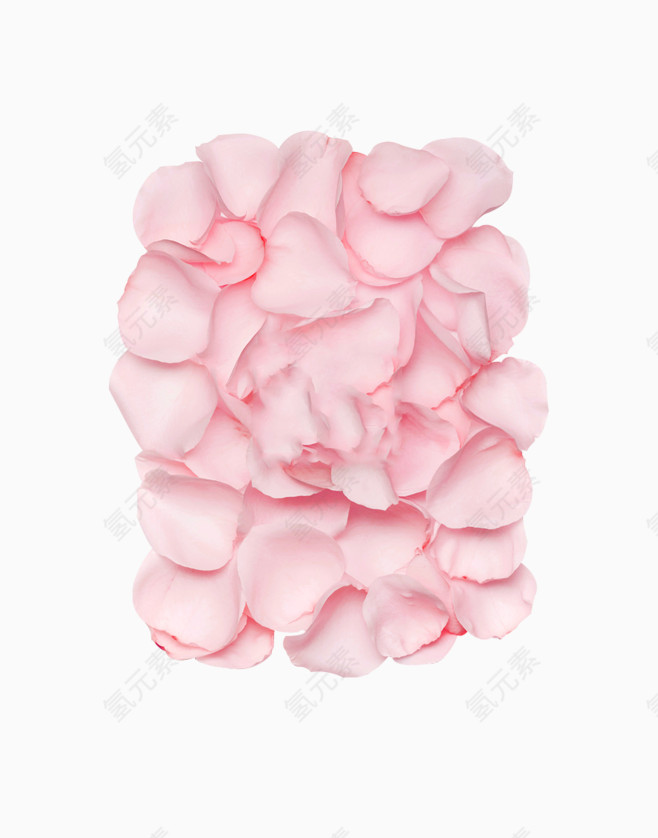 粉色玫瑰