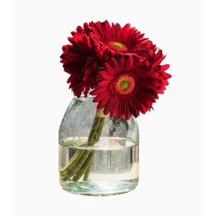 扶郎花非洲菊手工仿真花