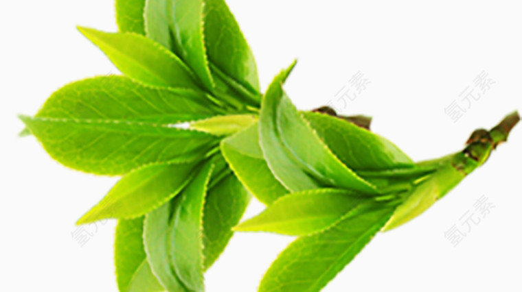 茶