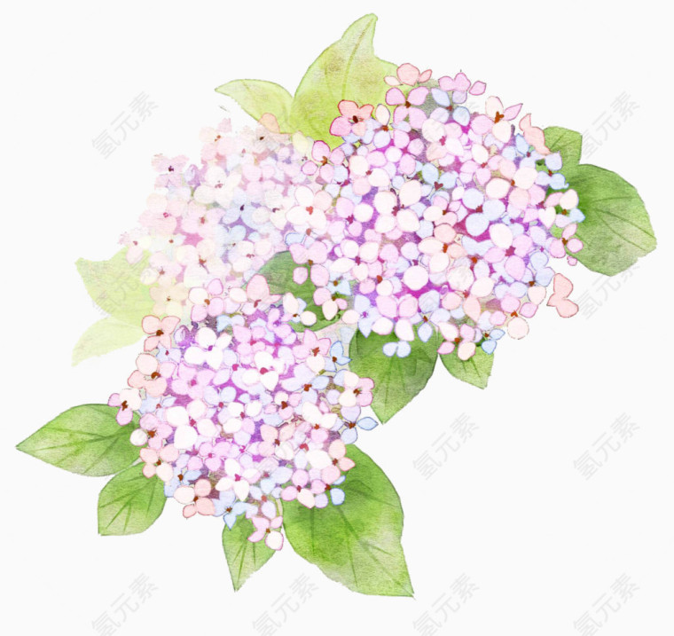 花叶子