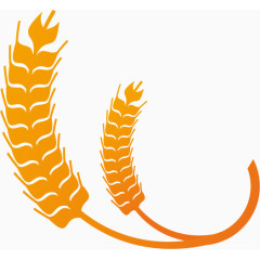 时尚金色麦子设计矢量素材