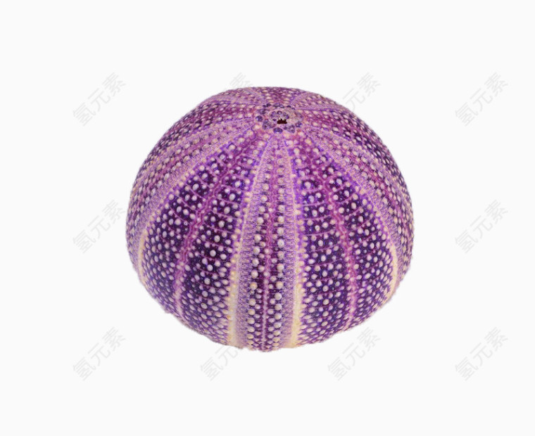 圆形贝壳