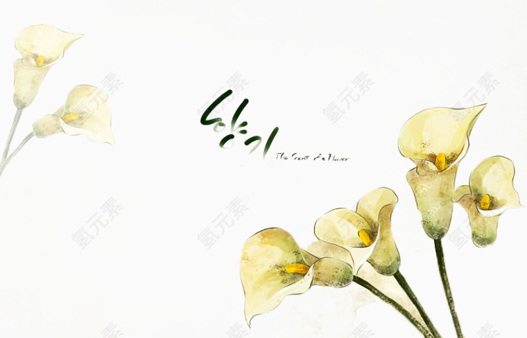 白色花朵装饰图