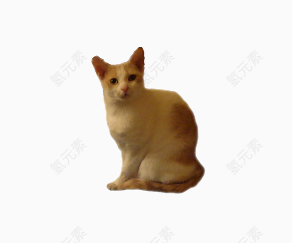 可爱小猫