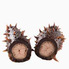 美国红参-阿拉斯加海参切断图