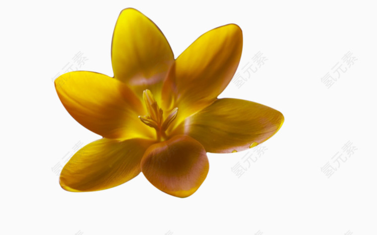 鸢尾科草本花卉