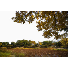 北京圆明园秋景图片