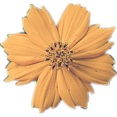 淡黄色的格桑花